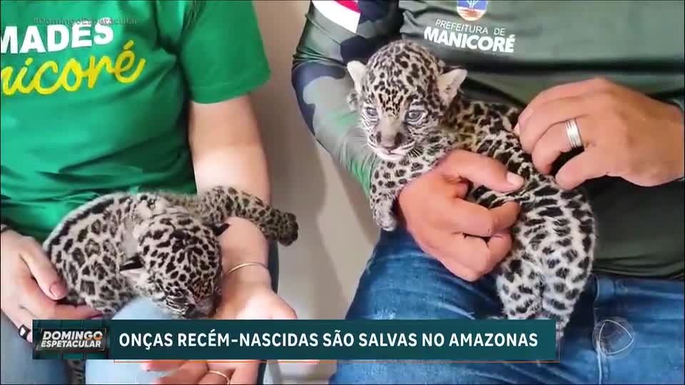 Filhotes de onça-pintada resgatados na Amazônia encontram novo lar