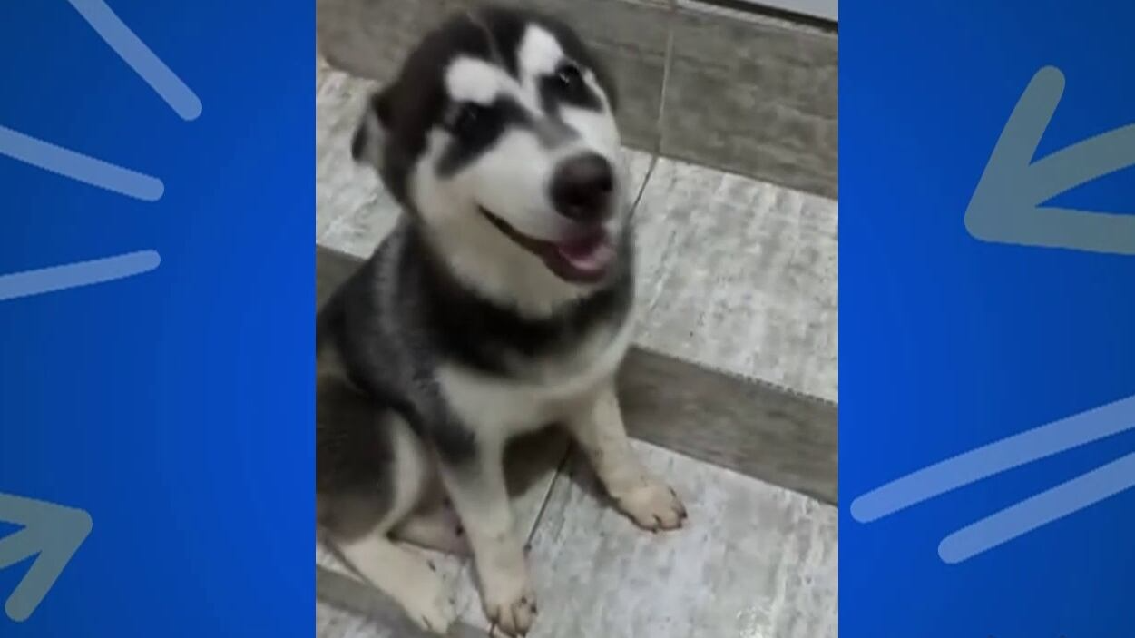 Assista aos melhores momentos de 'Soltando os Bichos' deste domingo (28)