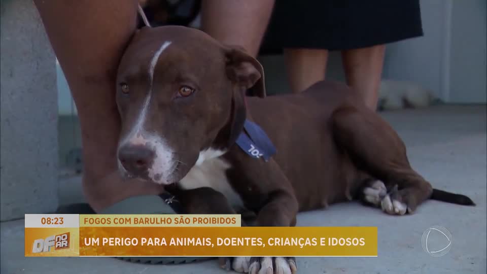 Barulho dos fogos causa pânico em animais e preocupa tutores no DF