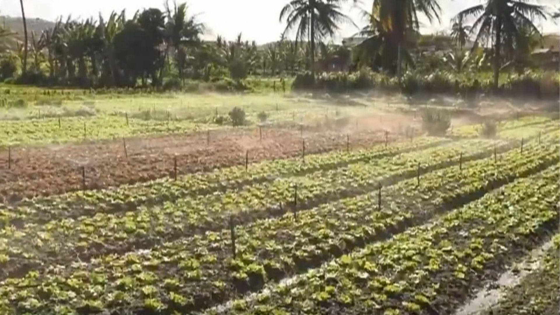 Técnica agrícola alterna cultivo de plantas e protege o solo