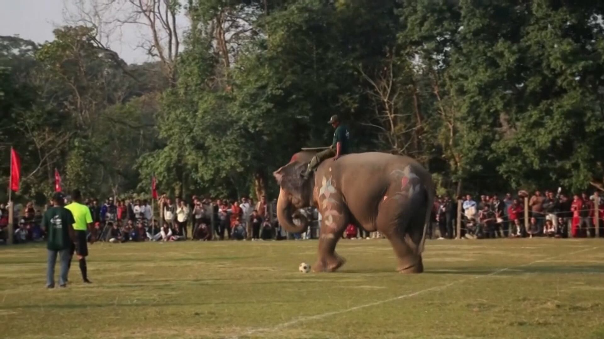 Animais são estrelas de festival inusitado no Nepal