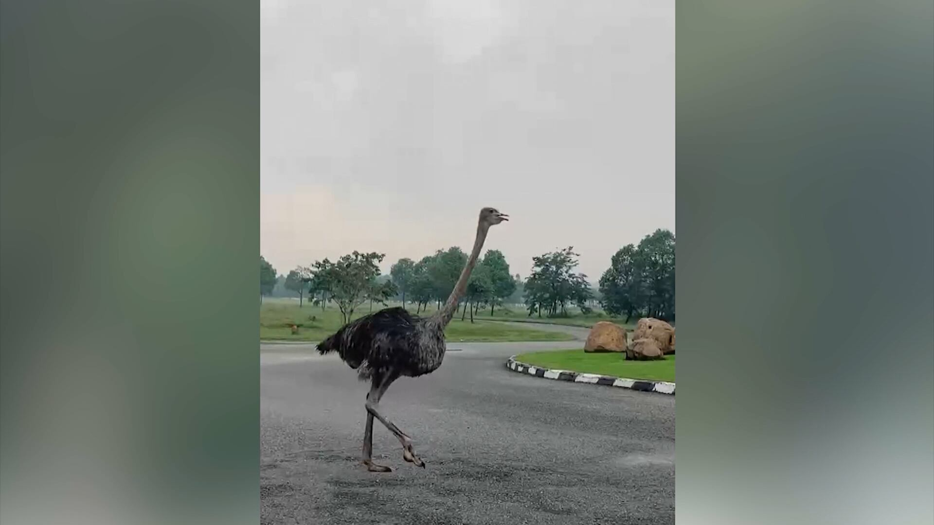 Avestruz escapa de propriedade para avenida movimentada