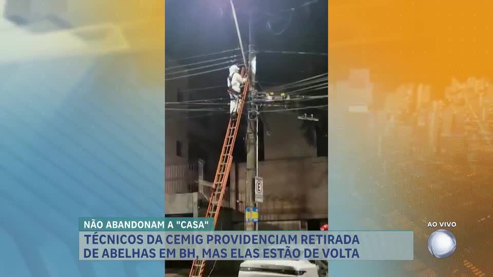 Moradores denunciam transtornos por infestação de abelhas em poste na região Centro-sul de BH