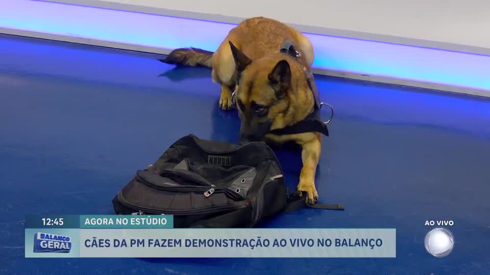 Cães da PMDF reforçam segurança e ajudam a retirar drogas e armas de circulação