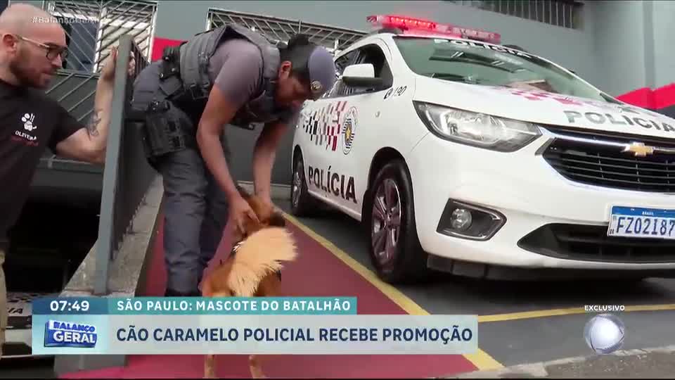 Cachorro busca abrigo em batalhão da polícia, conquista a todos e é 'promovido'