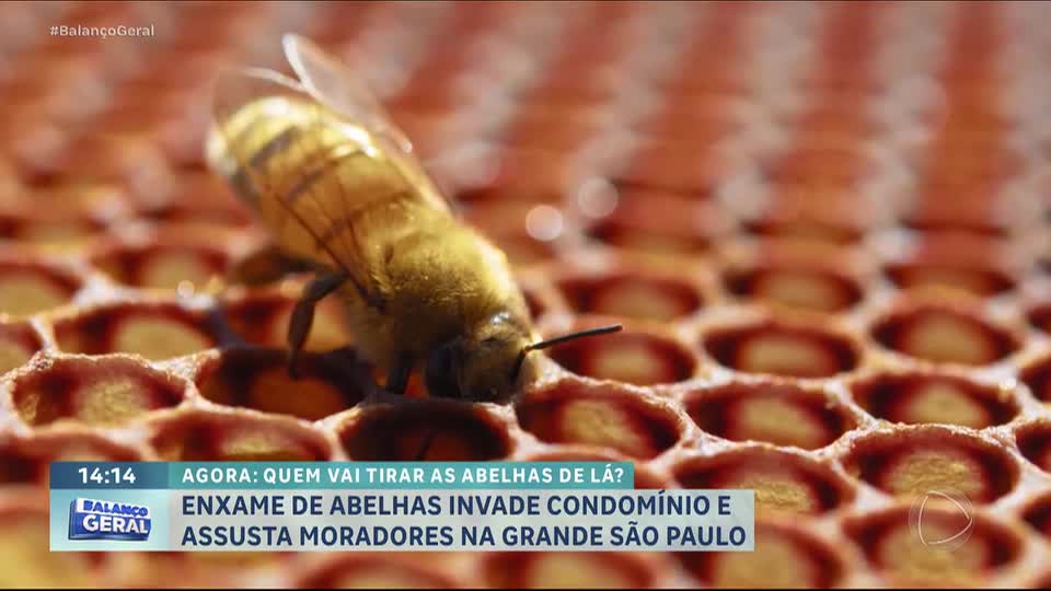 Enxame de abelhas preocupa moradores em condomínio de Guarulhos (SP)